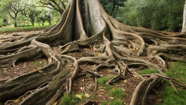 Raíces del Yunque