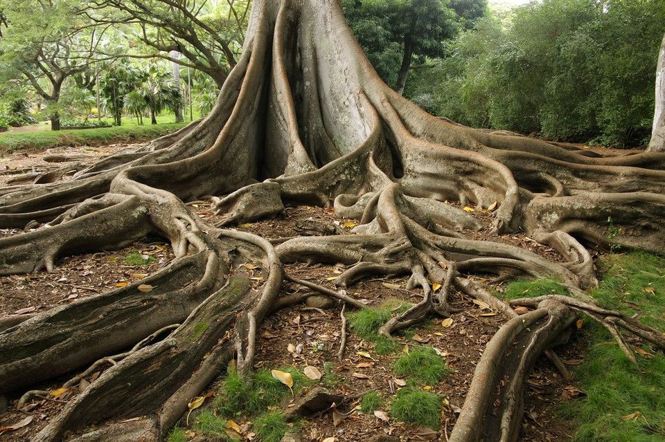 Raíces del Yunque